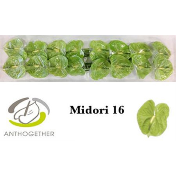 Anthurium A Midori 16  A1