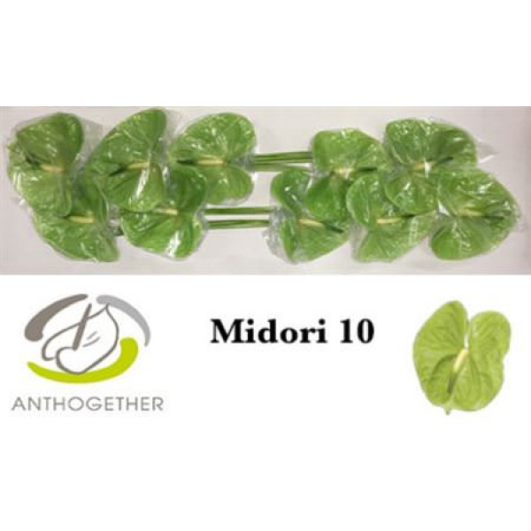 Anthurium A Midori 10  A1