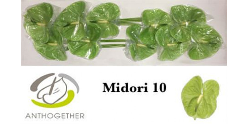 Anthurium A Midori 10  A1