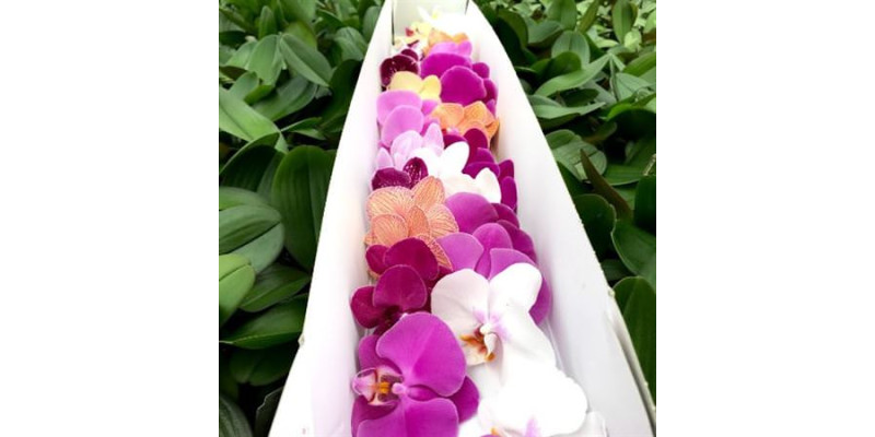 Orchid Phal Surprise Box Per Bloem 45 Bloemen,  A1