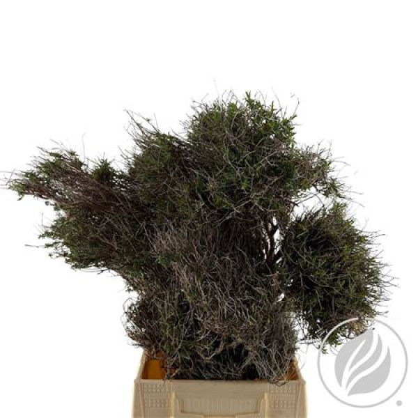 Euphorbia Spinoza 300gr 65 cm 