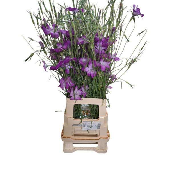 Agrostem Queen Purpl 80 cm A1