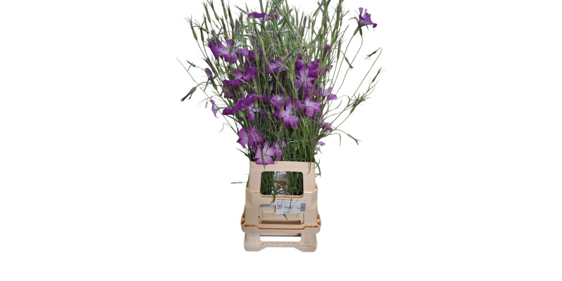 Agrostem Queen Purpl 80 cm A1