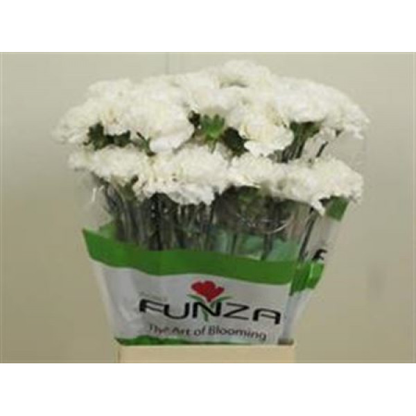 Dianthus St Delphi 70cm A1 Col-White