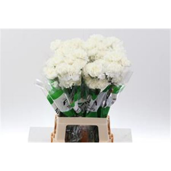 Dianthus St White Delphi 70cm A1