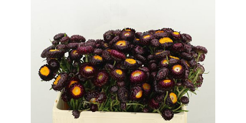 Helichrysum Purple 50cm A1