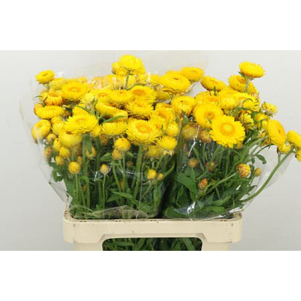 Helichrysum Geel 60cm 0