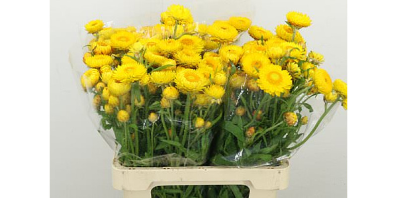 Helichrysum Geel 60cm 0