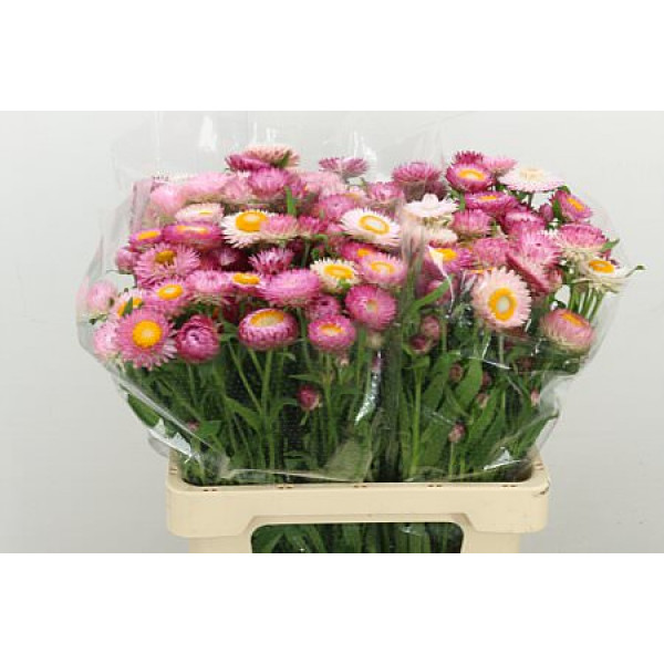 Helichrysum Pink 60cm 0