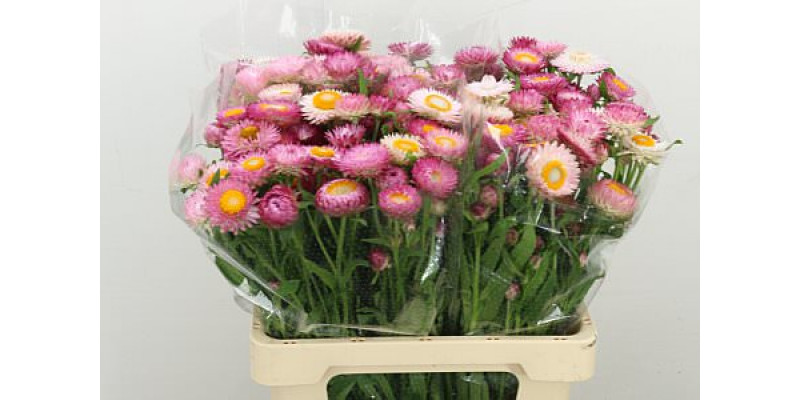 Helichrysum Pink 60cm 0