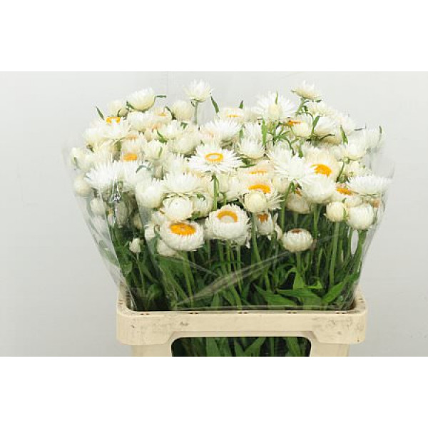 Helichrysum White 60cm 0