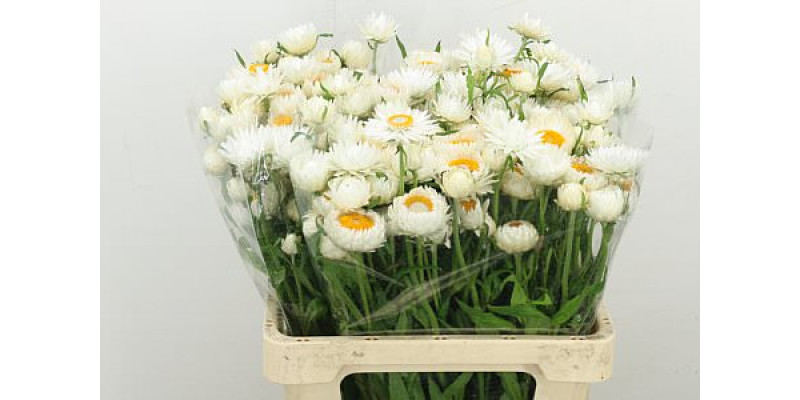 Helichrysum White 60cm 0