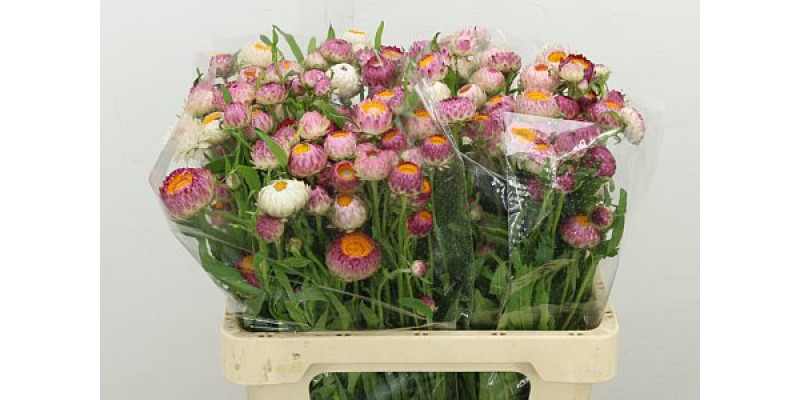 Helichrysum Pink 60cm A1