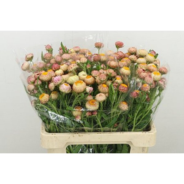 Helichrysum Peach 60cm A1