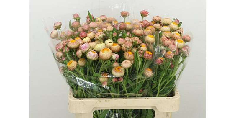 Helichrysum Peach 60cm A1