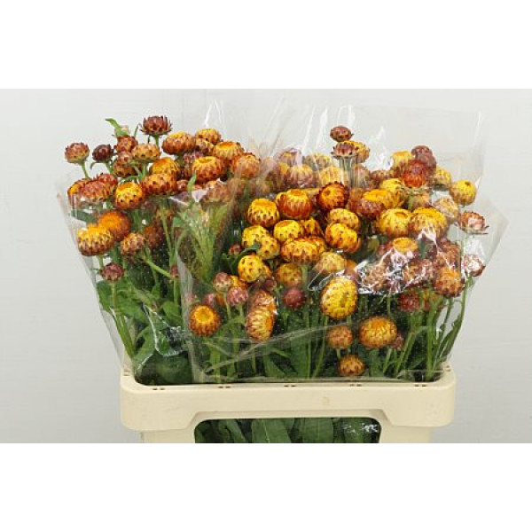 Helichrysum Orange 60cm A1