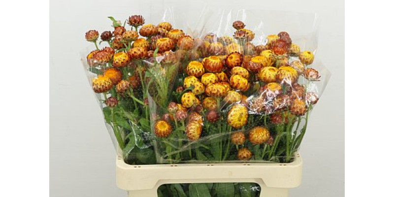 Helichrysum Orange 60cm A1