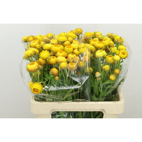 Helichrysum Yellow 60cm A1