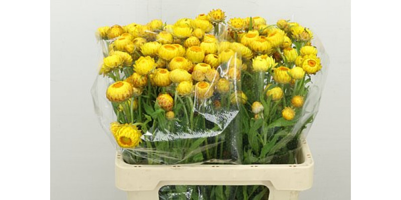 Helichrysum Yellow 60cm A1