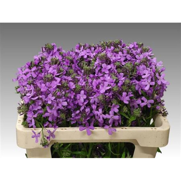 Hesperis Ov Lila Bos 50cm A1