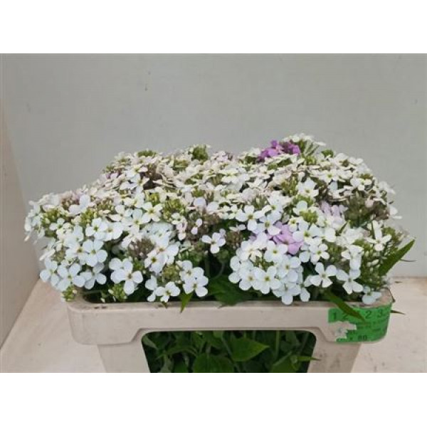 Hesperis Ov Wit Bos 50cm A1