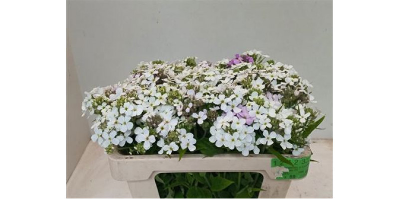 Hesperis Ov Wit Bos 50cm A1