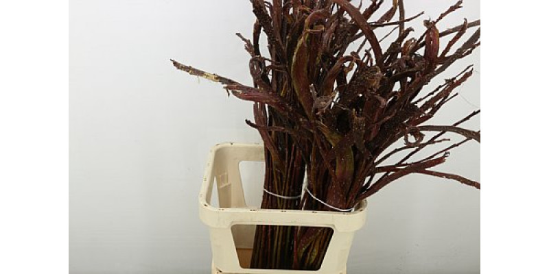 Salix Sekka Bandwilg 110 cm 