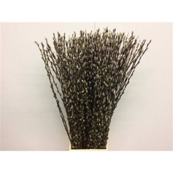 Salix Caprea Snow Flake 120cm 120cm  Col-White