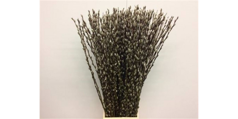 Salix Caprea Snow Flake 120cm 120cm  Col-White