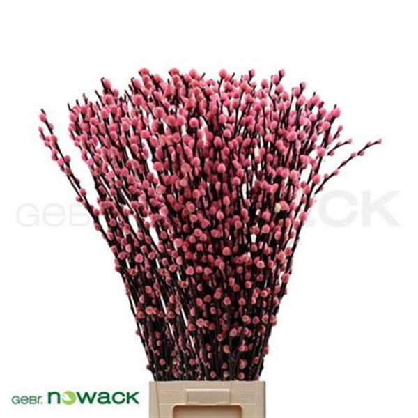 Salix Klbh Pink 90cm 90 A1Red