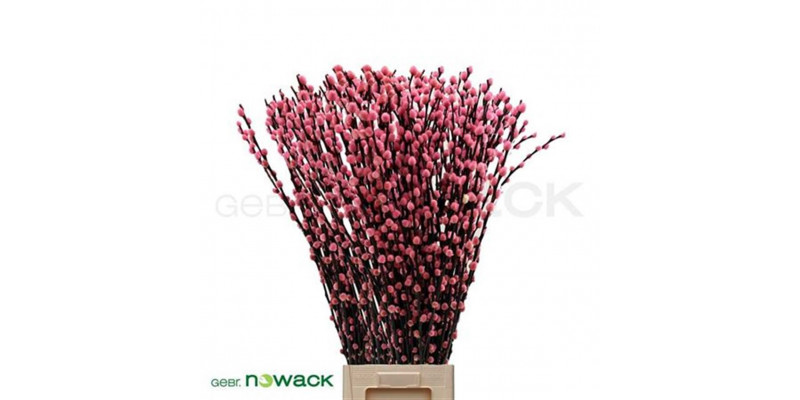 Salix Klbh Pink 90cm 90 A1Red