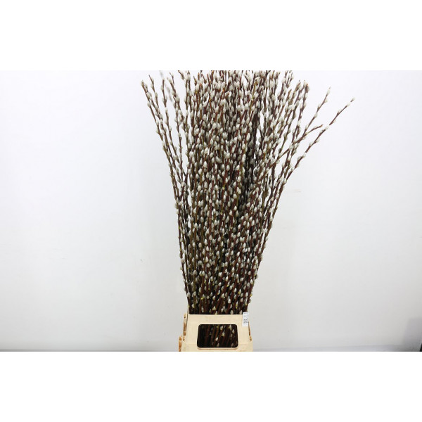 Salix Wilgenkatjes 120cm 120 A1Red