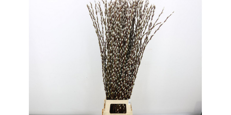 Salix Wilgenkatjes 120cm 120 A1Red