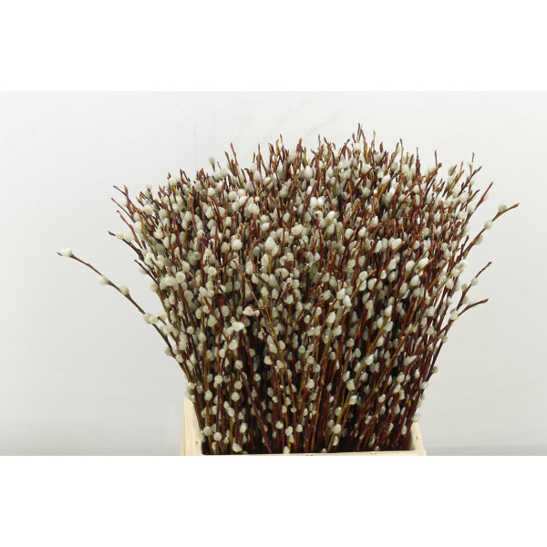 Salix Wilgenkatjes 50cm 50cm A1