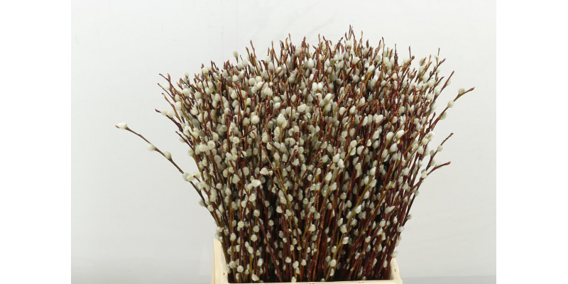 Salix Wilgenkatjes 50cm 50cm A1