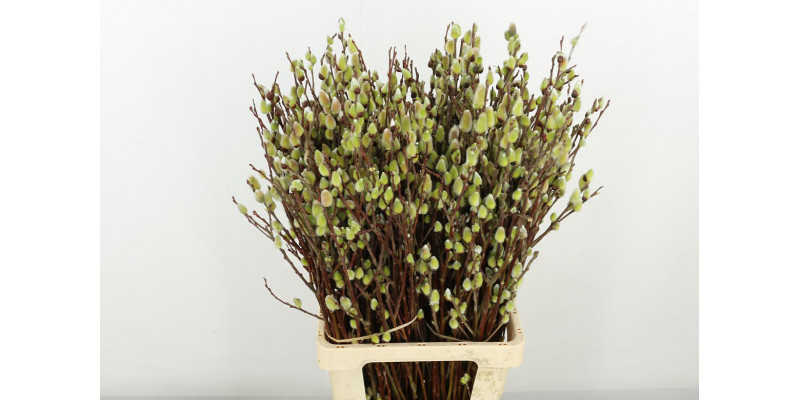 Salix Wilgenkatjes 80cm A1