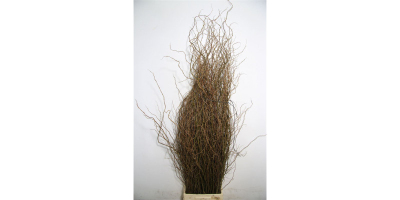 Salix B Tortuosa 160cm A1