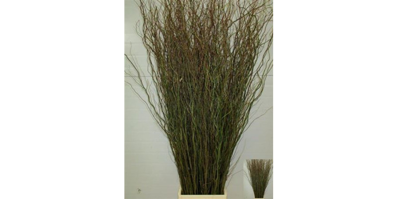 Salix Tortuosa 150 cm 
