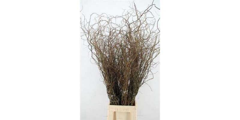 Salix Tortuosa 120 cm A1