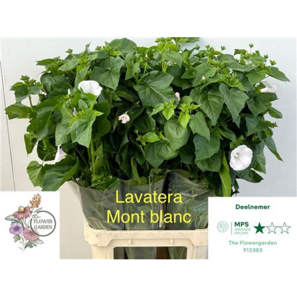 Lavatera Ov 100cm A1