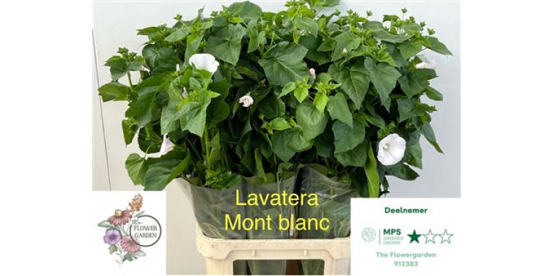 Lavatera Ov 100cm A1