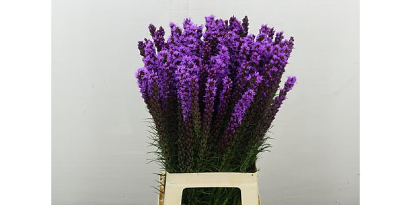 Liatris S Callilepis 70 cm A1