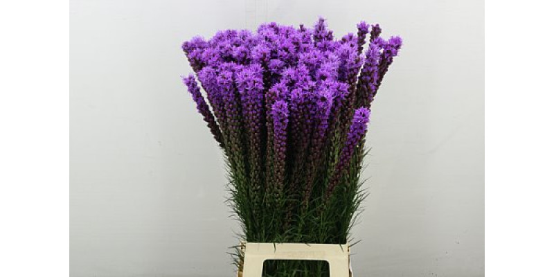 Liatris S Callilepis 80 cm A1
