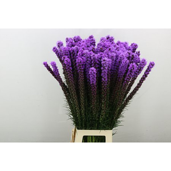 Liatris S Callilepis 90 cm A1