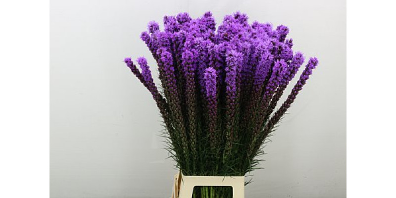 Liatris S Callilepis 90 cm A1