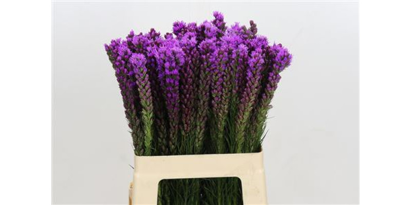 Liatris Callilepis 60 cm A1
