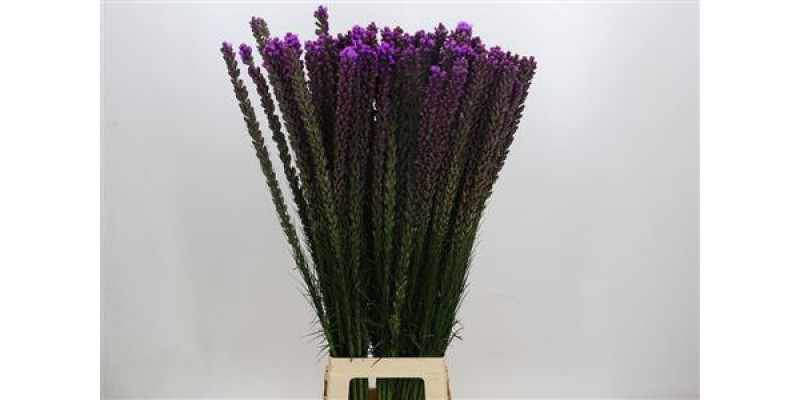 Liatris Callilepis 100 cm A1