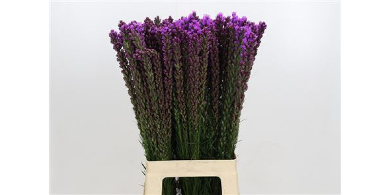Liatris Callilepis 70 cm A1