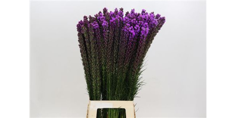 Liatris Callilepis 80 cm A1