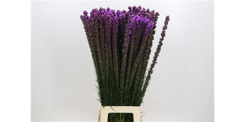 Liatris Callilepis 90 cm A1